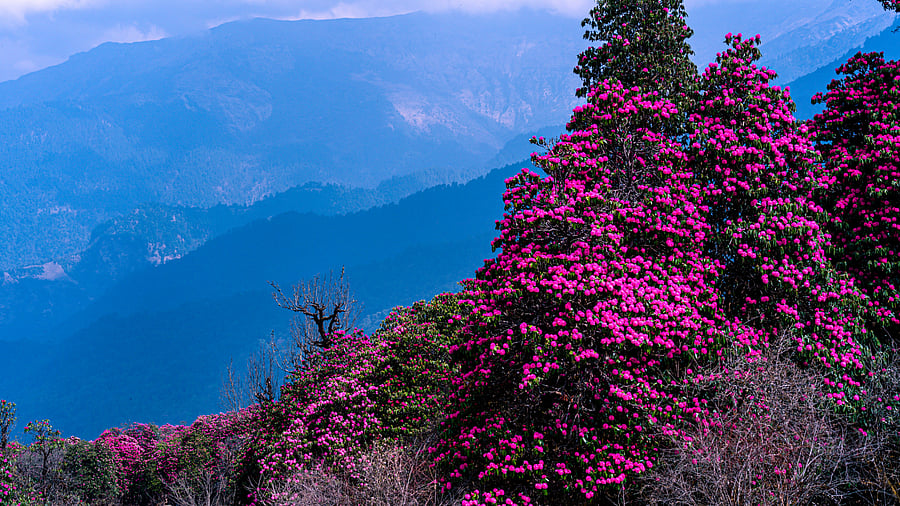 Blossom rhododendrons at Poon Hill, Nepal.