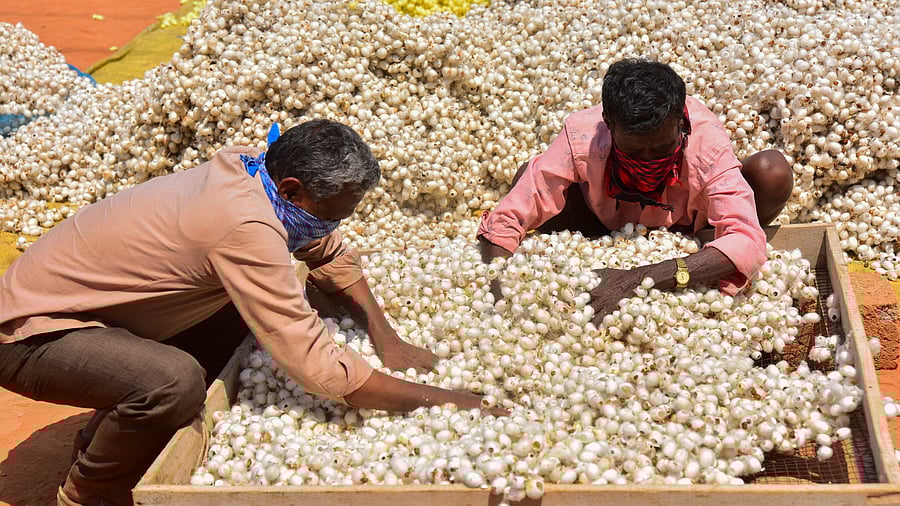 Silk output drops as pests force farmers to switch crops.