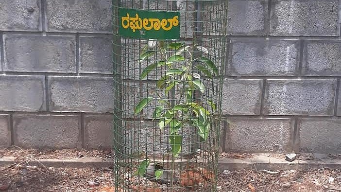 <div class="paragraphs"><p>About 35 seedlings planted by members of Raitha Sangha on Hyder Ali road in Mysuru, where 40 trees are axed.</p></div>