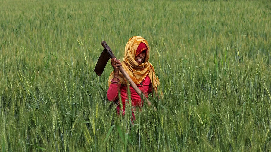 <div class="paragraphs"><p>A farmer, works in a wheat field in India. For representational purposes.</p></div>