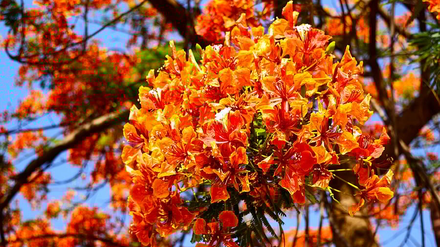<div class="paragraphs"><p>Image for representation showing&nbsp;Gulmohar flowers.</p></div>