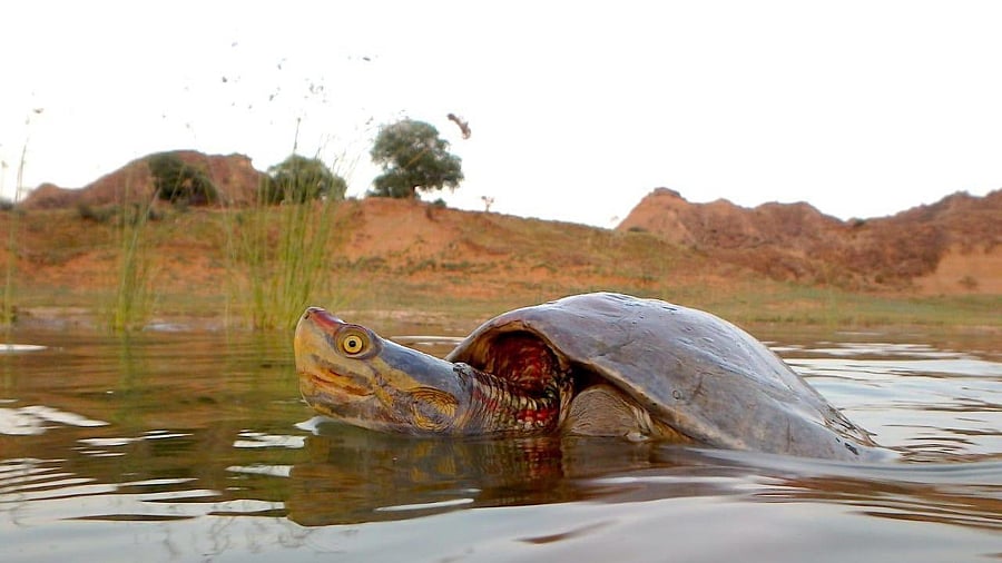 <div class="paragraphs"><p>Image showing a red-crowned roofed turtle.</p></div>
