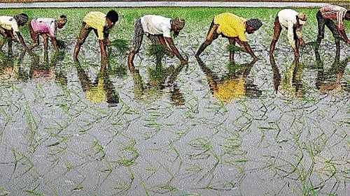 <div class="paragraphs"><p>Representative image of farming sector. </p></div>