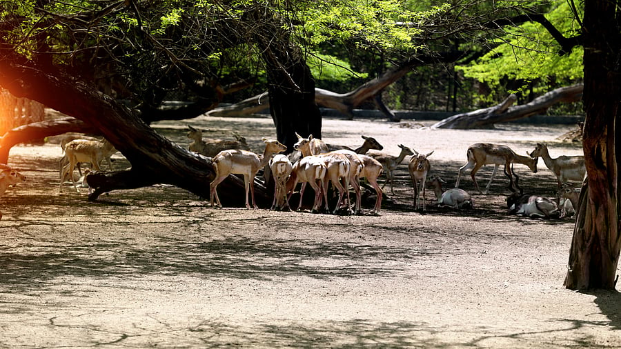 <div class="paragraphs"><p>Three batches of deer have already been relocated hastily from Deer Park to sanctuaries in Rajasthan in contravention to wildlife protection laws, the plea said. (Representative image)</p></div>