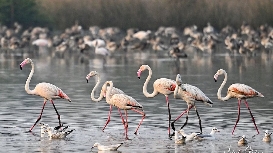 <div class="paragraphs"><p>An image showing flamingoes.</p></div>
