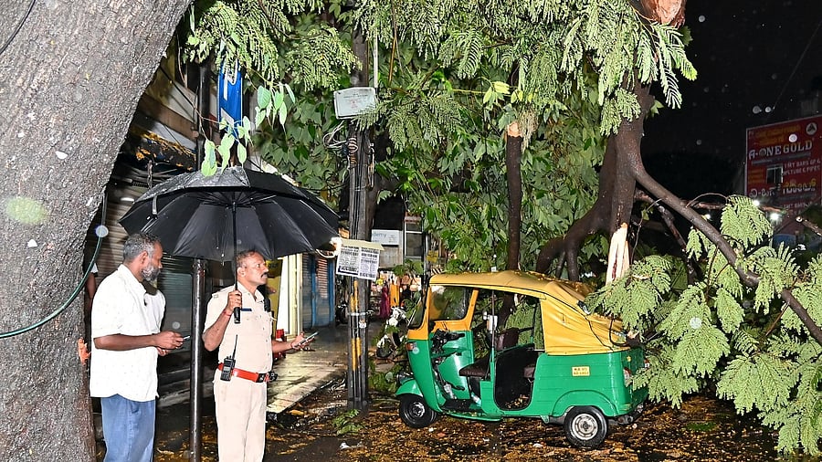 <div class="paragraphs"><p>The uprooted tree that crashed onto an autorickshaw and a car on Kathriguppe Main Road on Thursday. </p></div>
