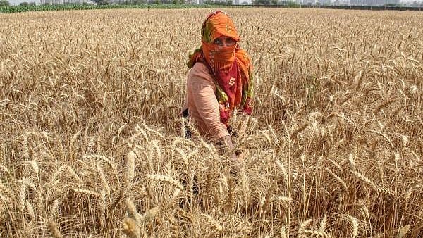 <div class="paragraphs"><p>A farmer  harvests wheat in a field in Punjab.</p></div>