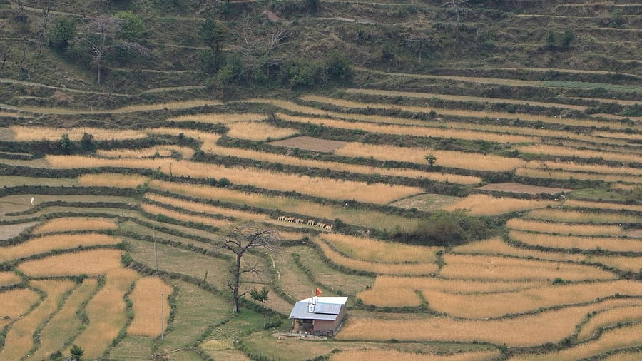 <div class="paragraphs"><p>Image for representation showing hill agriculture.</p></div>