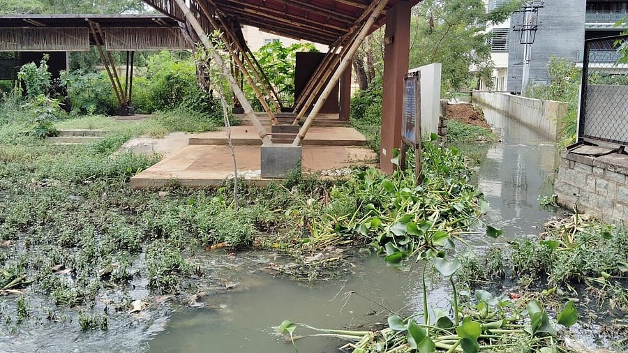 <div class="paragraphs"><p>In 2024, a stormwater drain built to carry floodwaters from layouts in areas surrounding the waterbody had dumped millions of litres of sewage into the lake. </p></div>