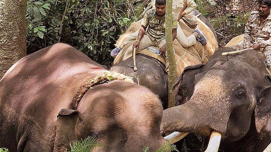 <div class="paragraphs"><p>Elephant rescued at Vaatepura near Parvathamma Hill, in Alur taluk, under Hassan wildlife division, Hassan district, on Saturday. </p></div>
