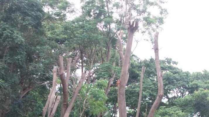 <div class="paragraphs"><p>Uprooted trees transplanted on Kukkarhalli Lake premises, in Mysuru.</p></div>