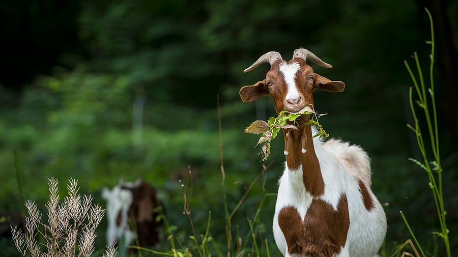 <div class="paragraphs"><p>Portrait of goat on a meadow.</p></div><div class="paragraphs"><p><br>Representational photo</p></div>