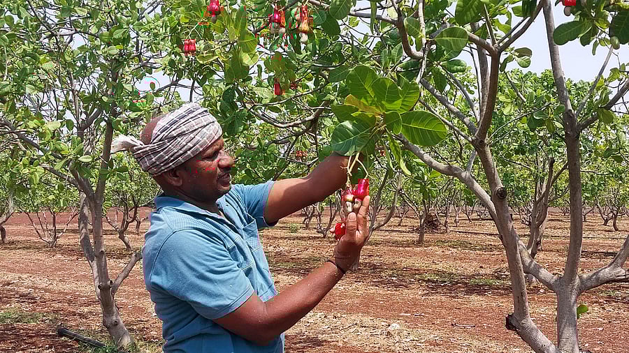 <div class="paragraphs"><p>Between 2019 and 2024, the area under agricultural crops in Karnataka reduced by five lakh hectares. In pic, Basavaraj Halli&nbsp;at his cashew plantation in Shagoti village, Gadag district.</p></div>
