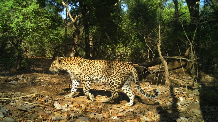 <div class="paragraphs"><p>A leopard in Mumbai.</p></div>