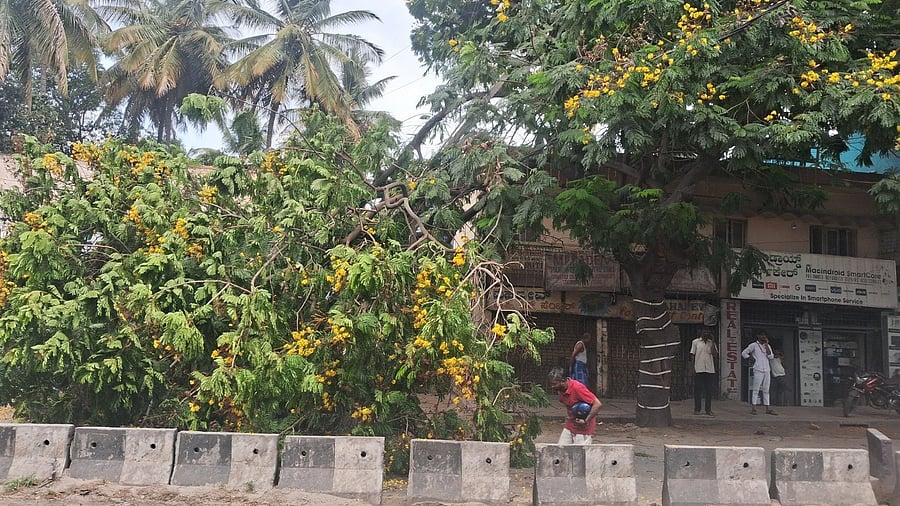 <div class="paragraphs"><p>The branch fell due to its large size, causing it to snap off. </p></div>