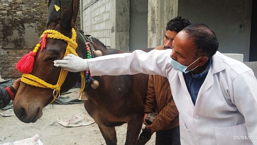 <div class="paragraphs"><p>BVRC Purushottam, the animal husbandry department secretary, said that a team of experts from the Centre will arrive to examine the animals to ascertain the reason behind such a large number of deaths.</p></div>