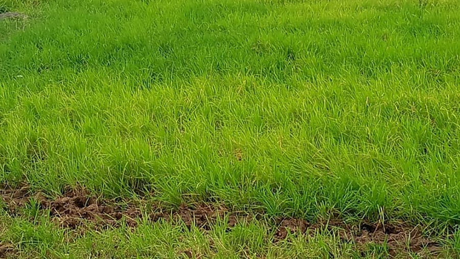 The wild paddy growing in Sugur (K), Kalaburagi.