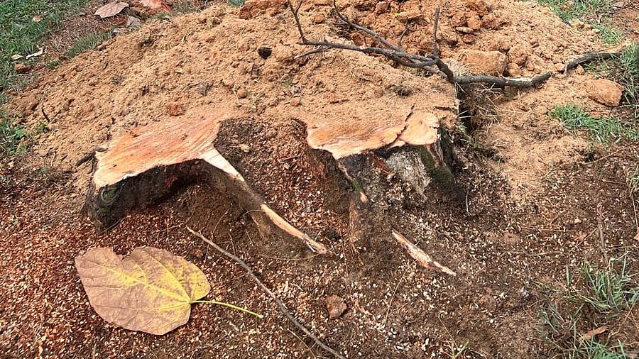 <div class="paragraphs"><p>One of the trees axed on the Bangalore Golf Club premises. </p></div>