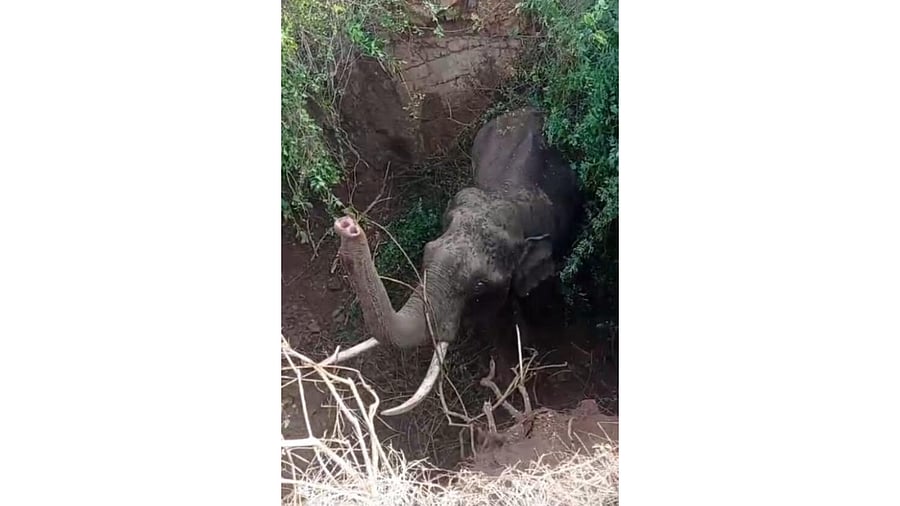 <div class="paragraphs"><p>Image showing the trapped elephant.</p></div>