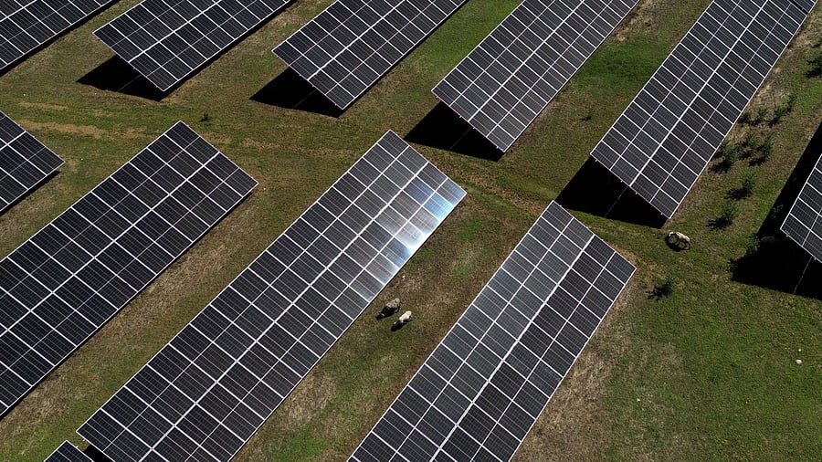 <div class="paragraphs"><p>A drone view shows sheep grazing on a pasture next to solar panels (Representative image)</p></div>