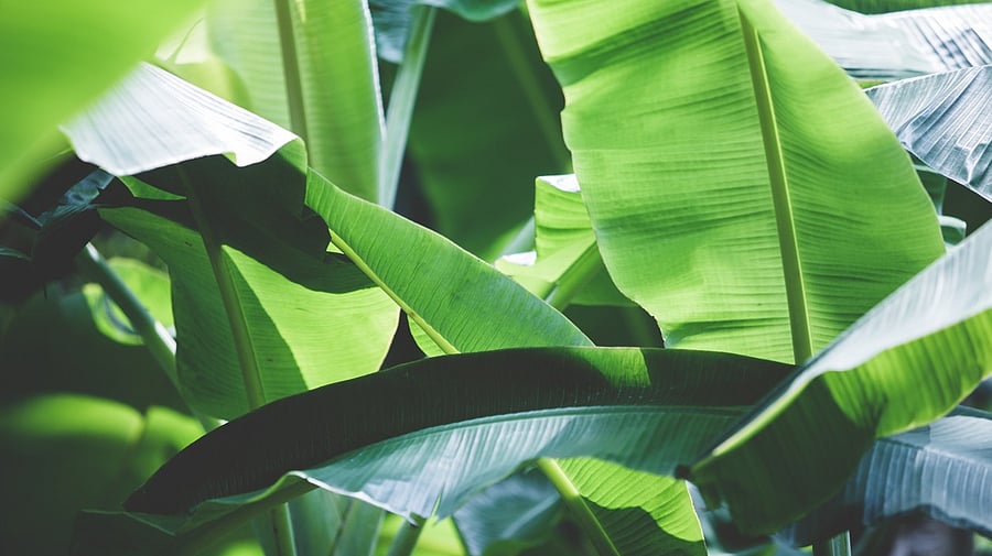 <div class="paragraphs"><p>Representative image showing a Banana plant</p></div>