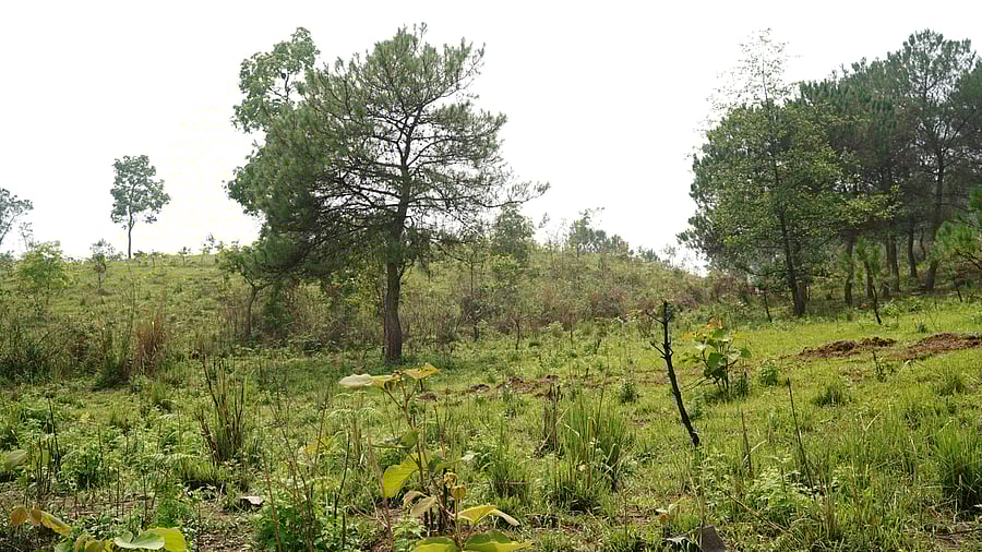 <div class="paragraphs"><p>Miwawaki forest in Meghalaya</p></div>