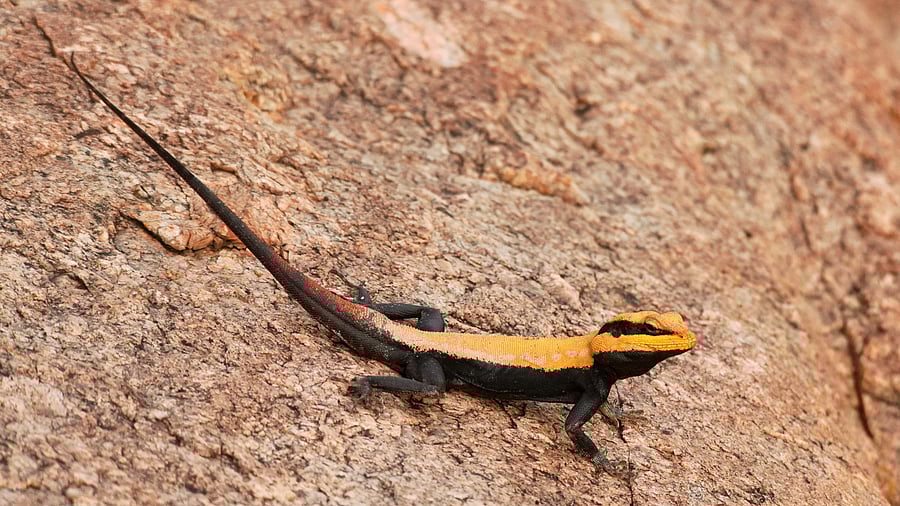 <div class="paragraphs"><p>Peninsular rock agama.</p></div>
