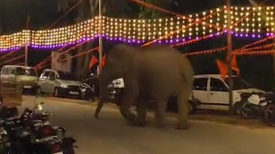 <div class="paragraphs"><p>A lone tusker, that had separated from its herd, suddenly walked into the religious programme at Lingapura temple</p></div>