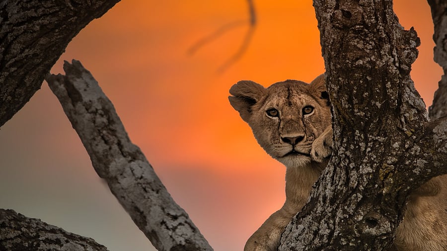 <div class="paragraphs"><p>A lion cub perched on a tree.</p></div>