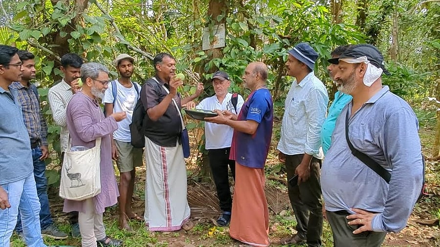 <div class="paragraphs"><p>Mango lovers at the field tour held as part of 'Nattumanchottil' event last week</p></div>