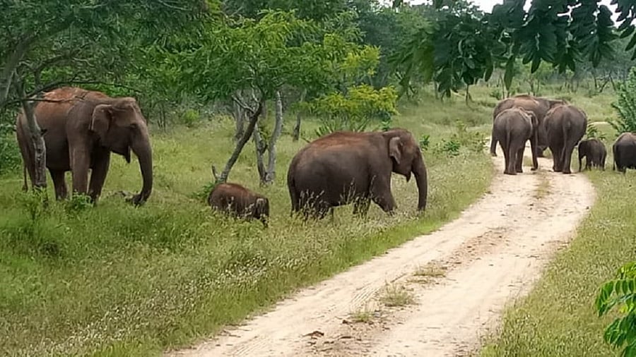<div class="paragraphs"><p>Movement of elephants at Kundukere range in Bandipur Tiger Reserve. </p></div>