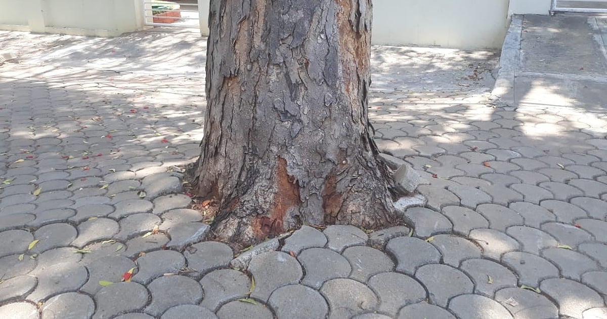 Most tree bases on road sides in Mysuru concretized defying NGT ruling