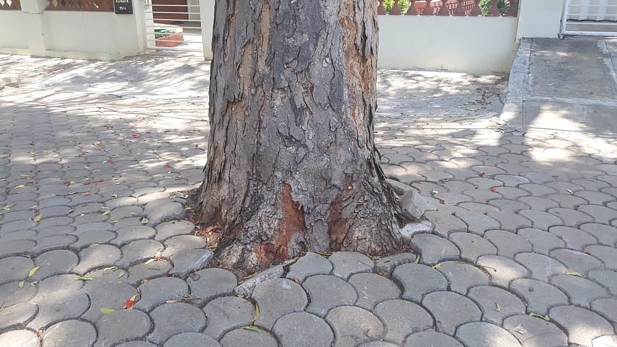<div class="paragraphs"><p>A concretized tree base on Adichunchangiri  road in Mysuru</p></div>