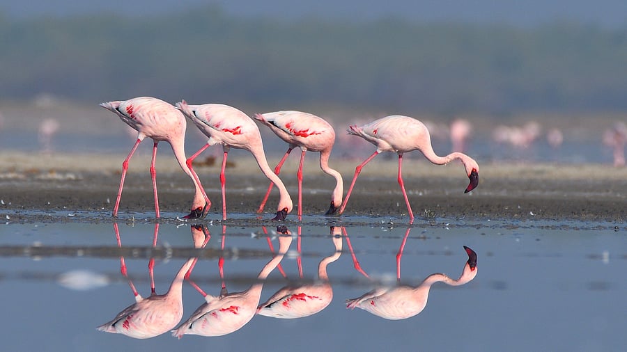 <div class="paragraphs"><p>Image for representation showing flamingos.</p></div>