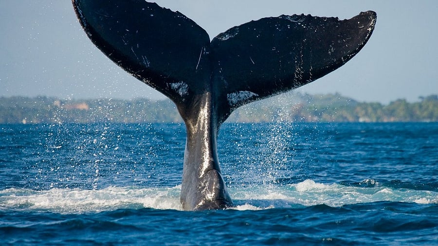 <div class="paragraphs"><p>Representative image </p></div>