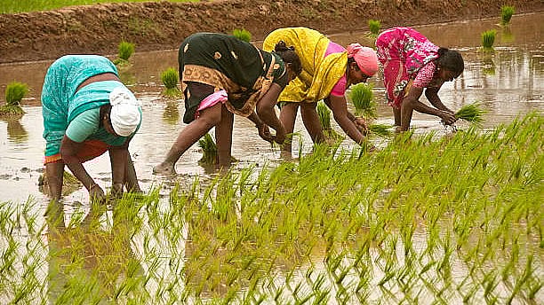 <div class="paragraphs"><p>Image for representation showing women&nbsp;planting rice seedlings.</p></div>