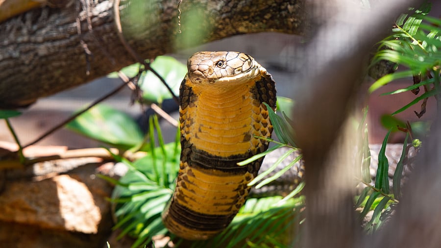<div class="paragraphs"><p>A king cobra. </p></div>