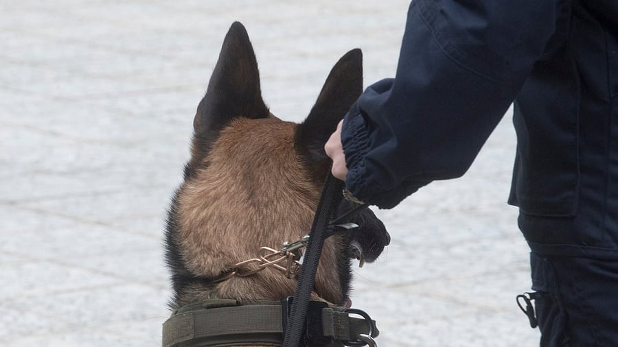 <div class="paragraphs"><p>Image for representation showing a sniffer dog.</p></div>