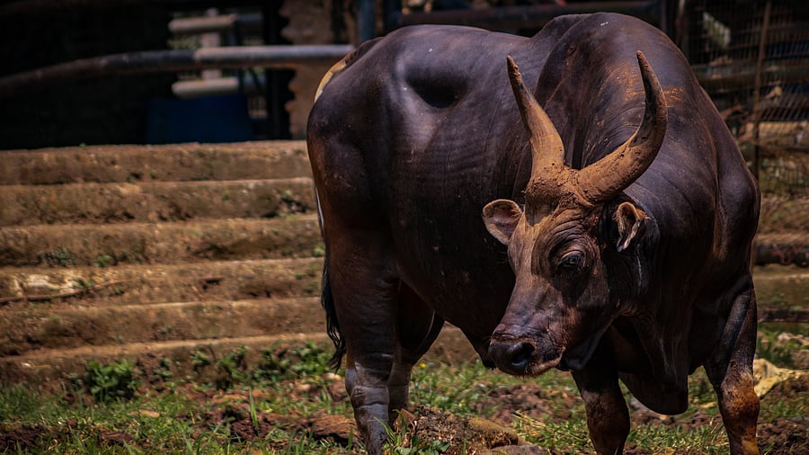 <div class="paragraphs"><p>A mithun. Image for representation.</p></div>