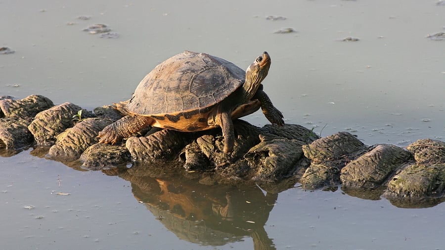 <div class="paragraphs"><p>Representative image of a turtle</p></div>