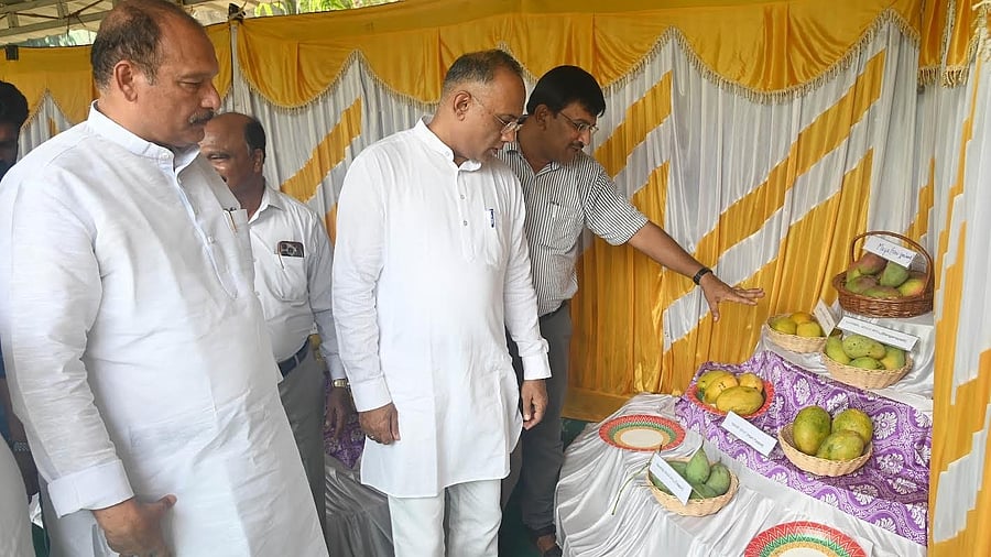<div class="paragraphs"><p>District in Charge Minister Dinesh Gundu Rao having a look at the varieties of mangoes, during the inauguration of mango mela at Kadri Park in Mangaluru.</p></div>
