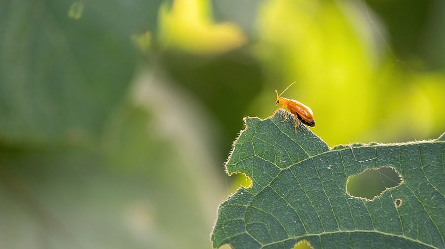 <div class="paragraphs"><p>A small pumpkin beetle on green leaf against blurred background.</p><p>(Representational photo)</p></div>