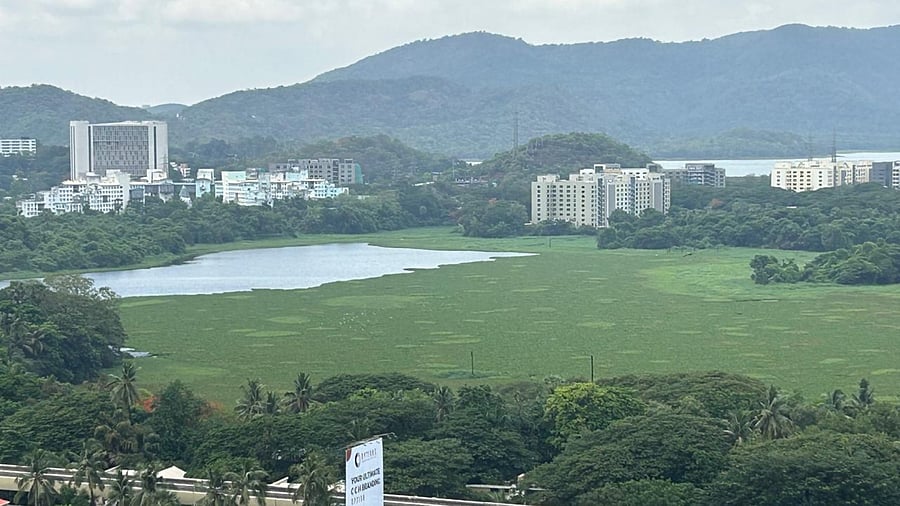 <div class="paragraphs"><p>Powai Lake</p></div>