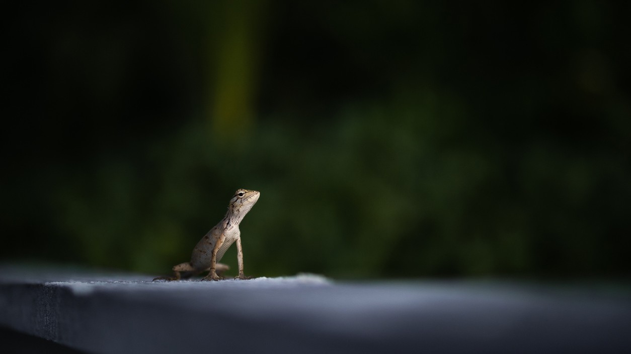 <div class="paragraphs"><p>Representative image showing a reptile</p></div>