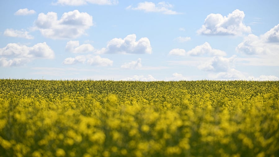 <div class="paragraphs"><p>Rapeseed flowers bloom in a field.</p></div>