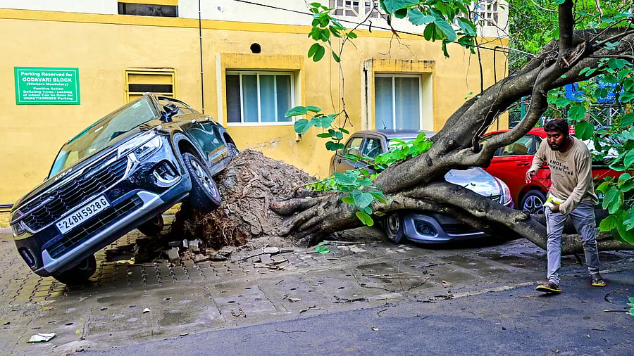 A tree fall was reported in Koramangala on Monday. Several cars were damaged. DH PHOTO/Ranju P