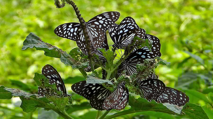 <div class="paragraphs"><p>Dark Blue Tigers feed on the heliotropium indicum plant which contains alkaloids. </p></div>