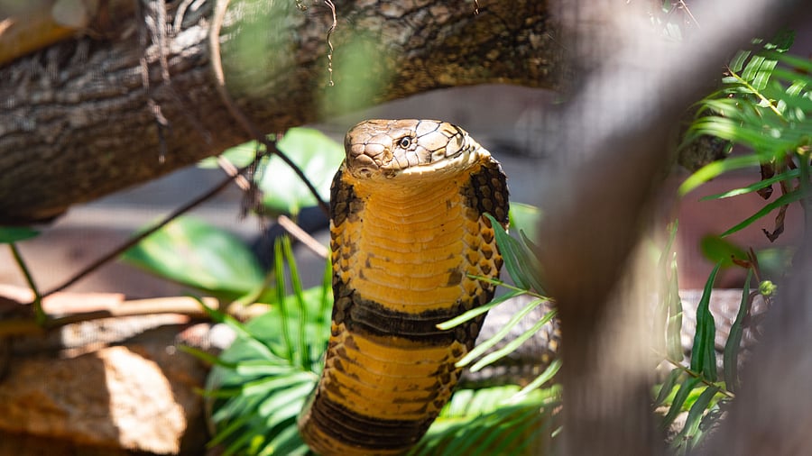 <div class="paragraphs"><p>King Cobra is the world's longest venomous snake and among the heaviest.</p></div>