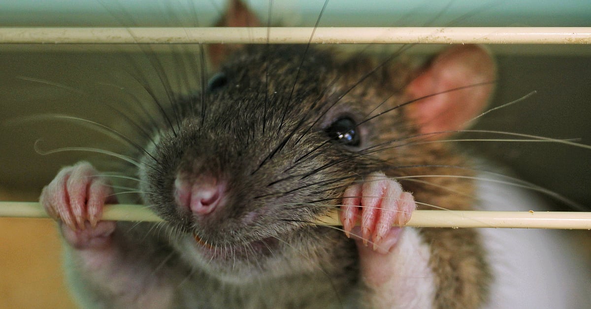 Bihar Hospital Negligence: Rats Bite Patient’s Toes at NMCH, Sparks Outrage