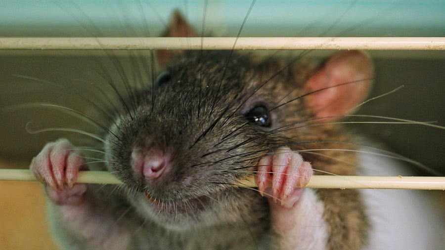 <div class="paragraphs"><p>Representative image showing a rat</p></div>